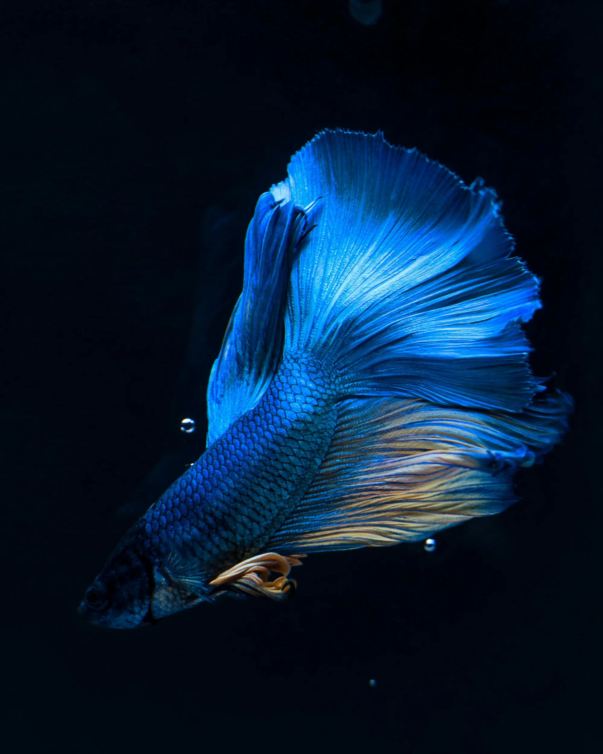Blue and yellow Betta fish swimming in dark water.