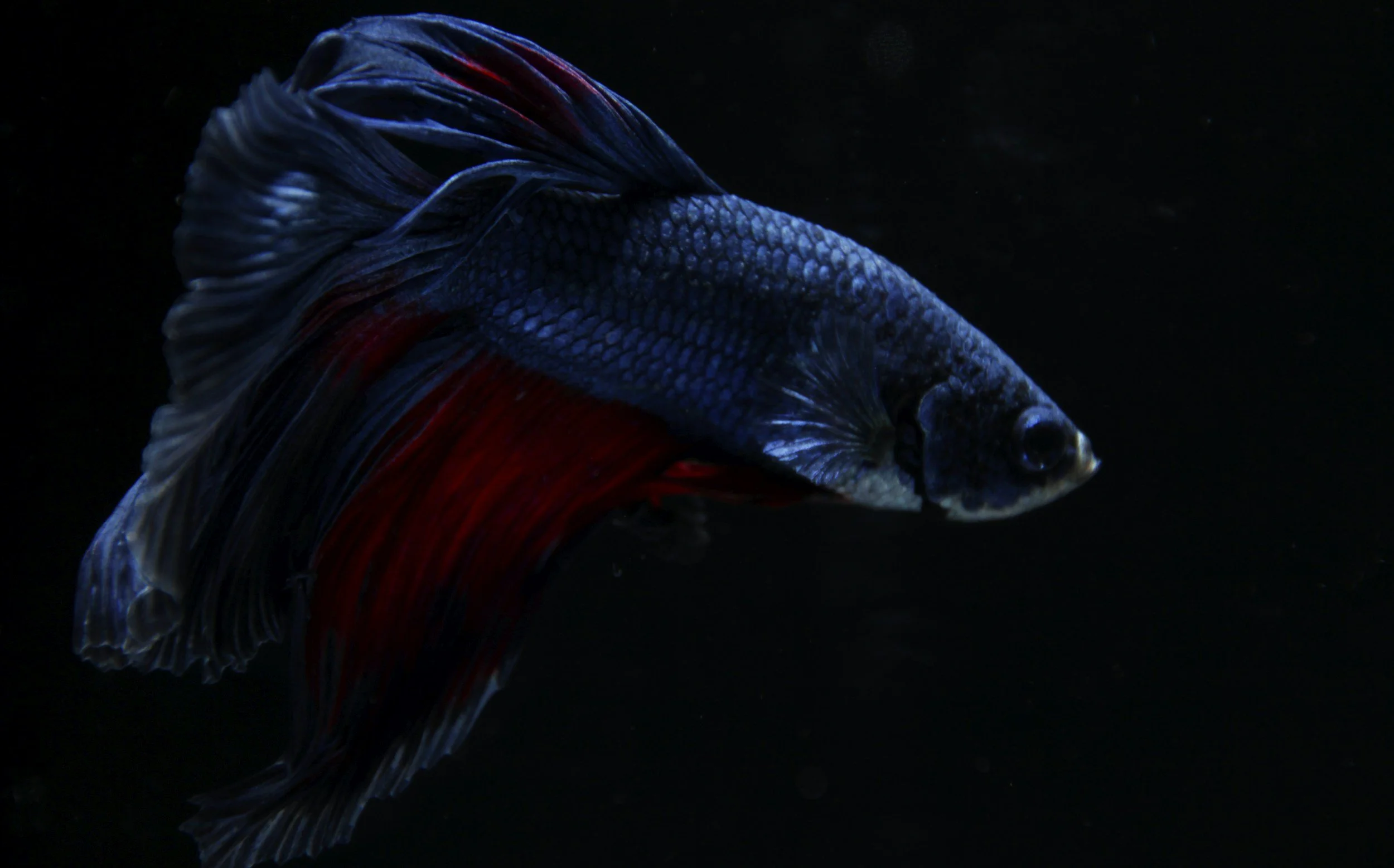 A colorful betta fish with blue and red fins swimming in dark water.
