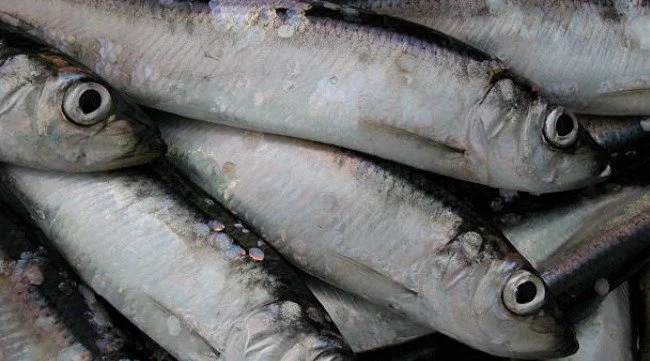 Fresh fish with shiny silver skin stacked together.