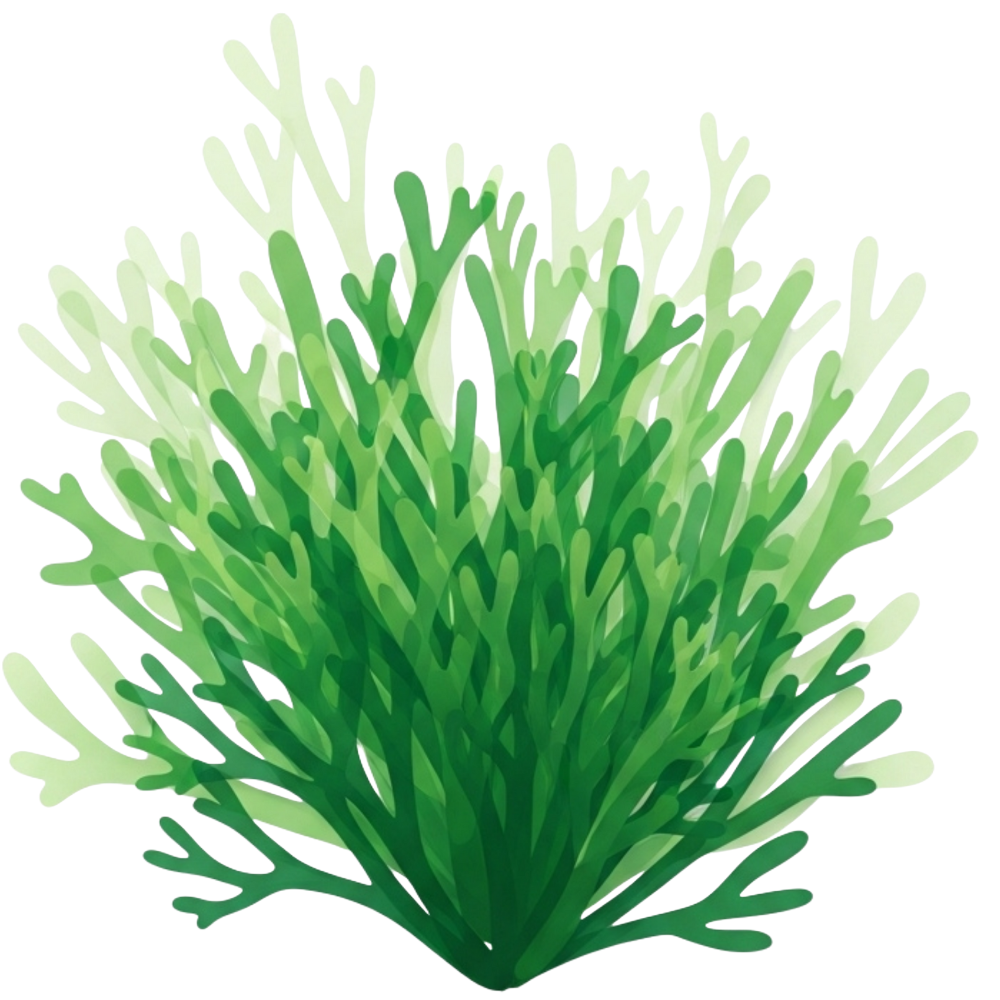 Illustration of a green coral or seaweed with multiple branches.
