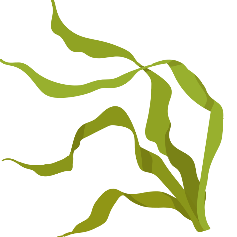 Illustration of a green plant with long, wavy leaves.