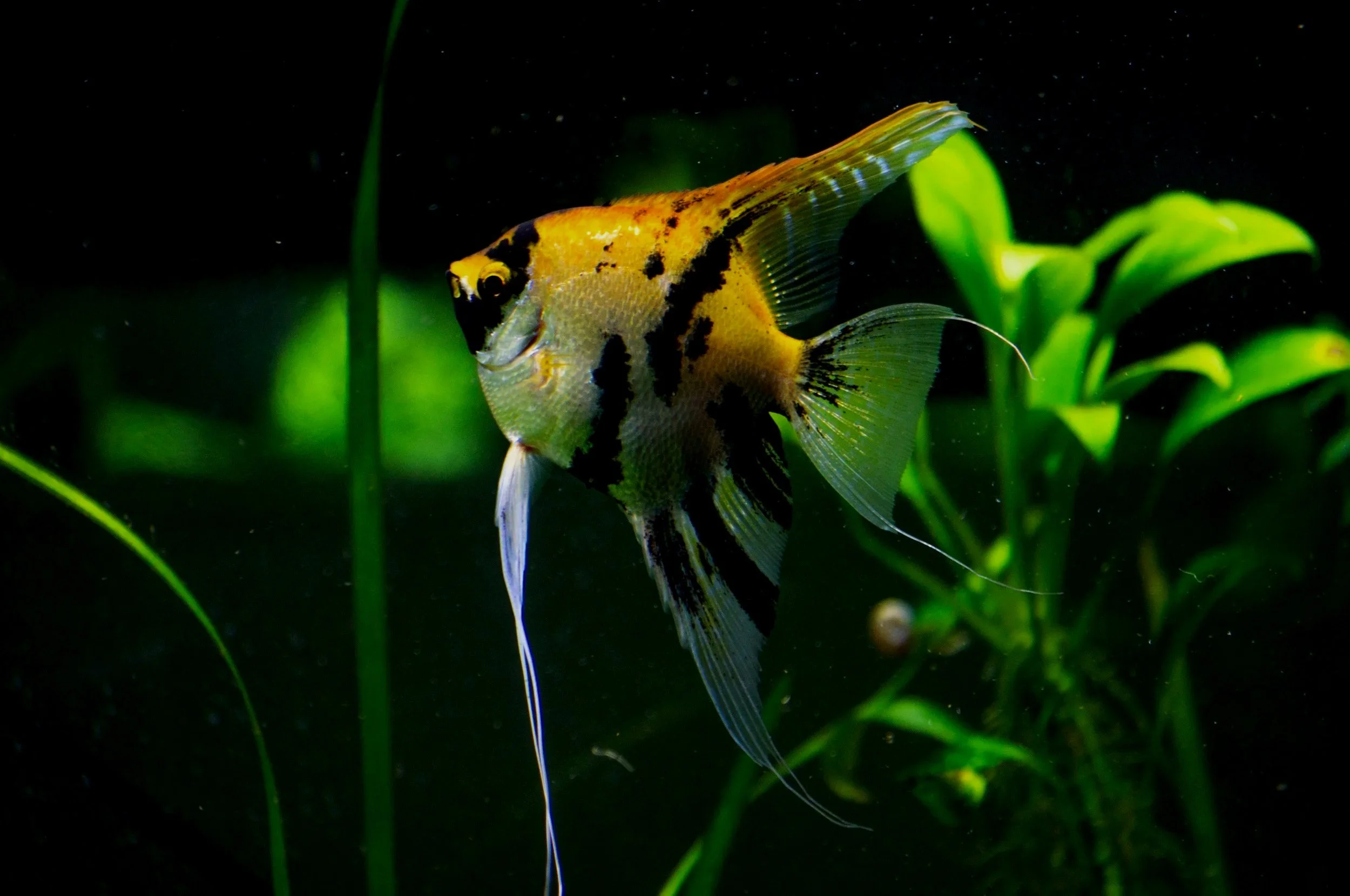 Colorful angelfish swimming among green aquatic plants in an aquarium.