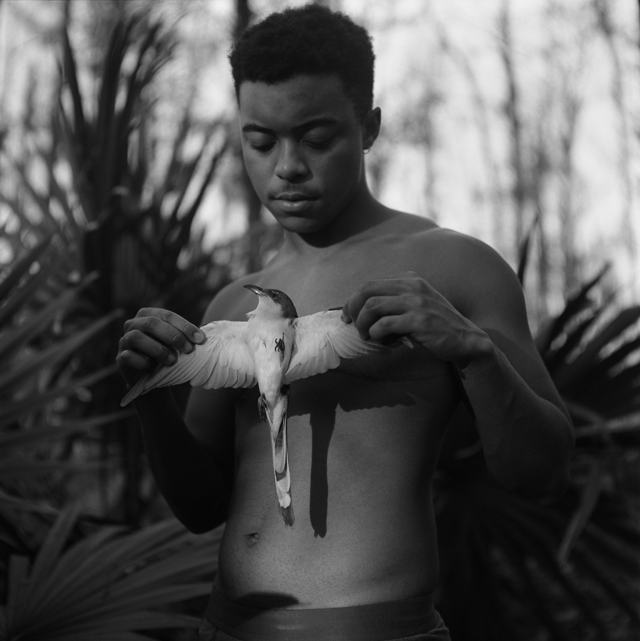 Insley_Smullen_Coccyzus_americanus (1).jpg