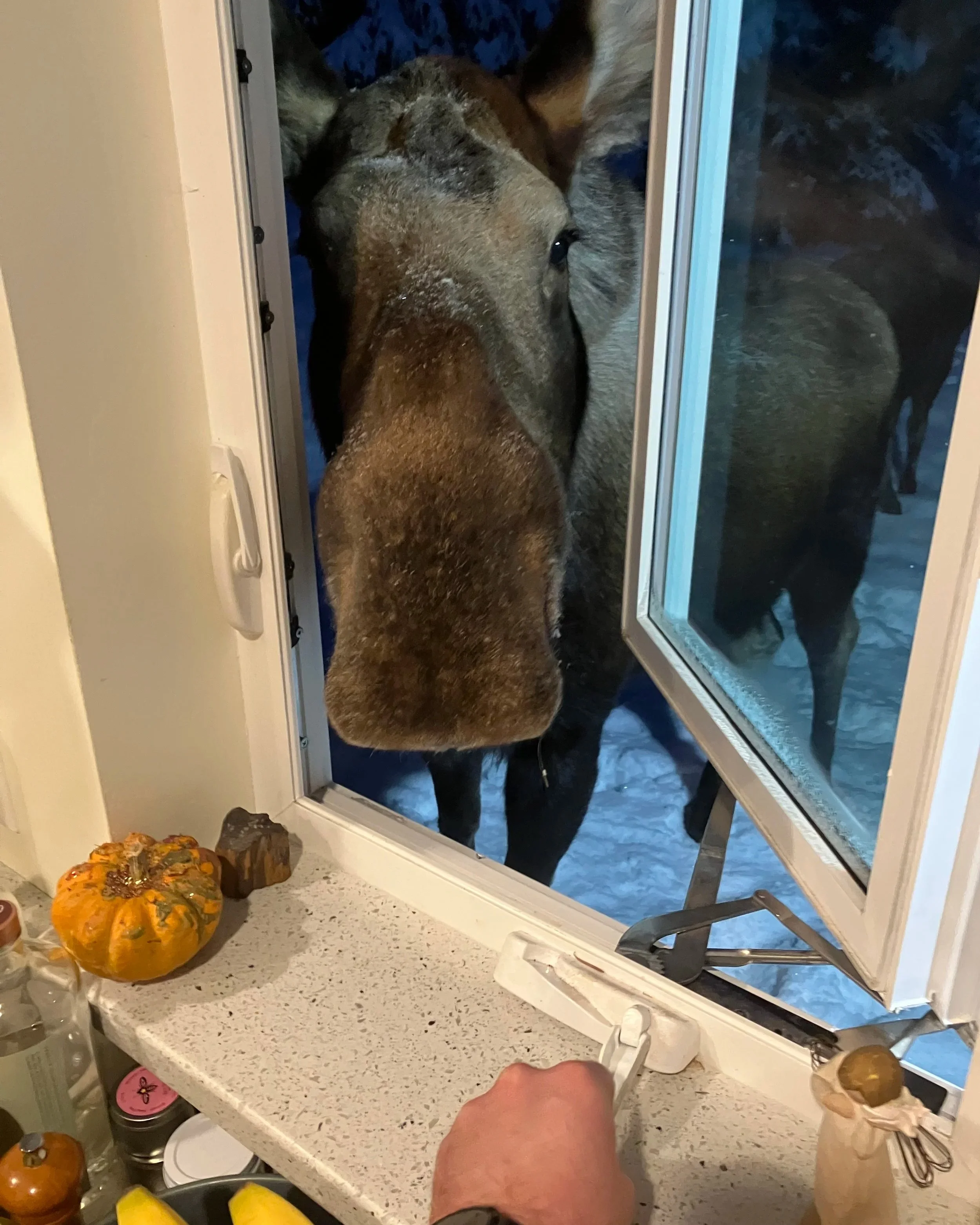 A large moose standing outside a kitchen window, looking inside at a person holding a handle with a leash attached. The window is slightly open, and snow can be seen outside.