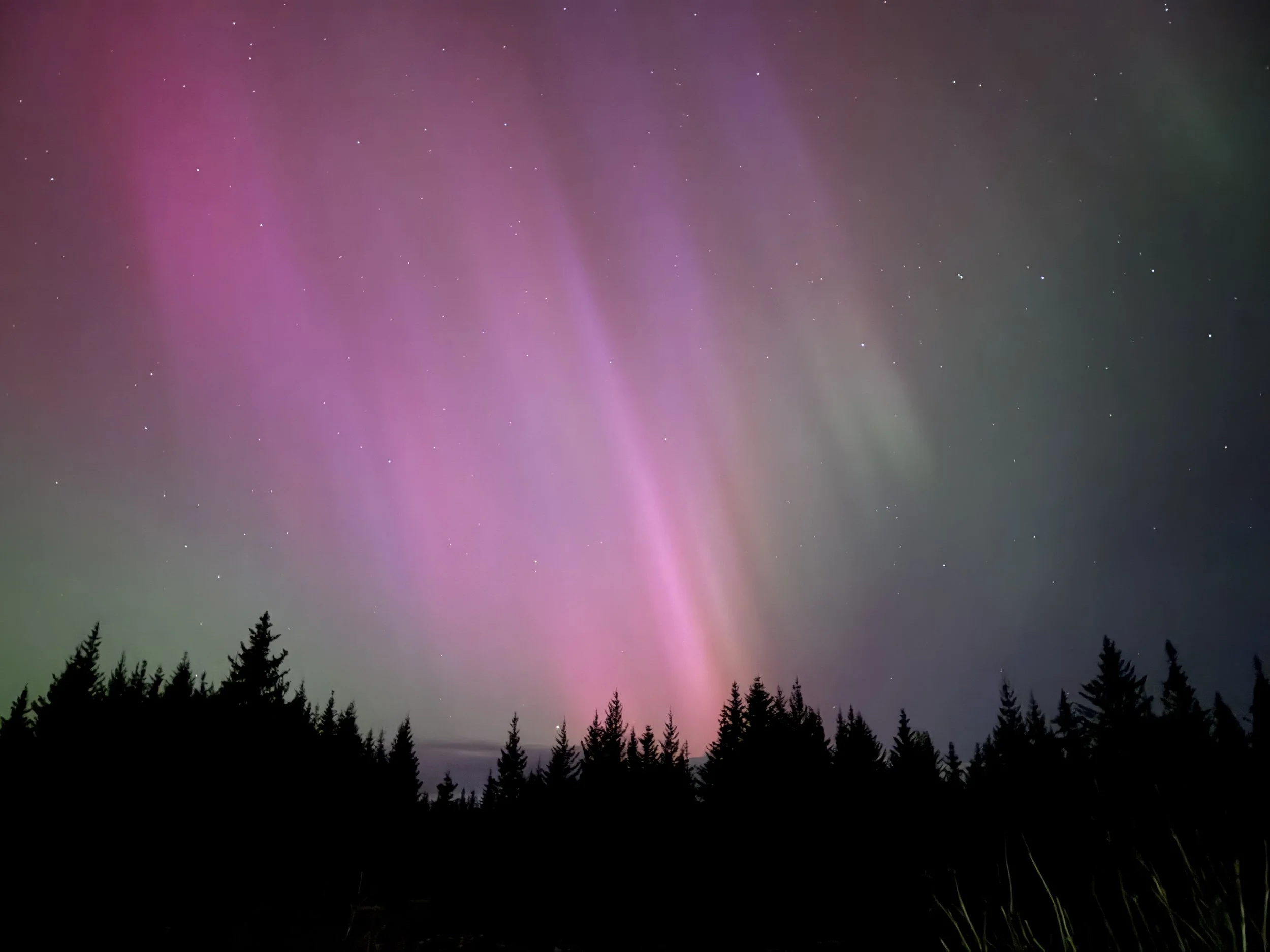 Northern lights (aurora borealis) with pink and green hues over a silhouette of a forest at night.