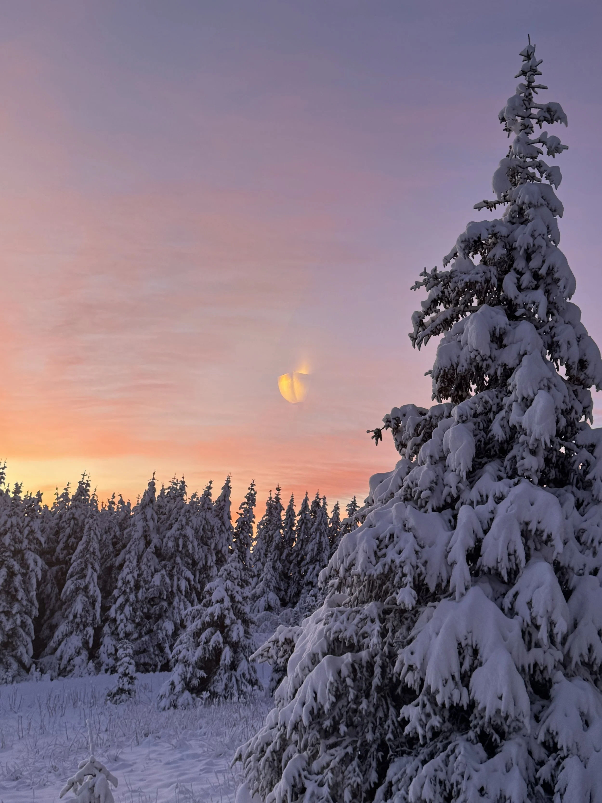 Snow-covered pine trees in a forest during sunset with a partially obscured moon in a pastel pink and purple sky.  Pacific Northwest