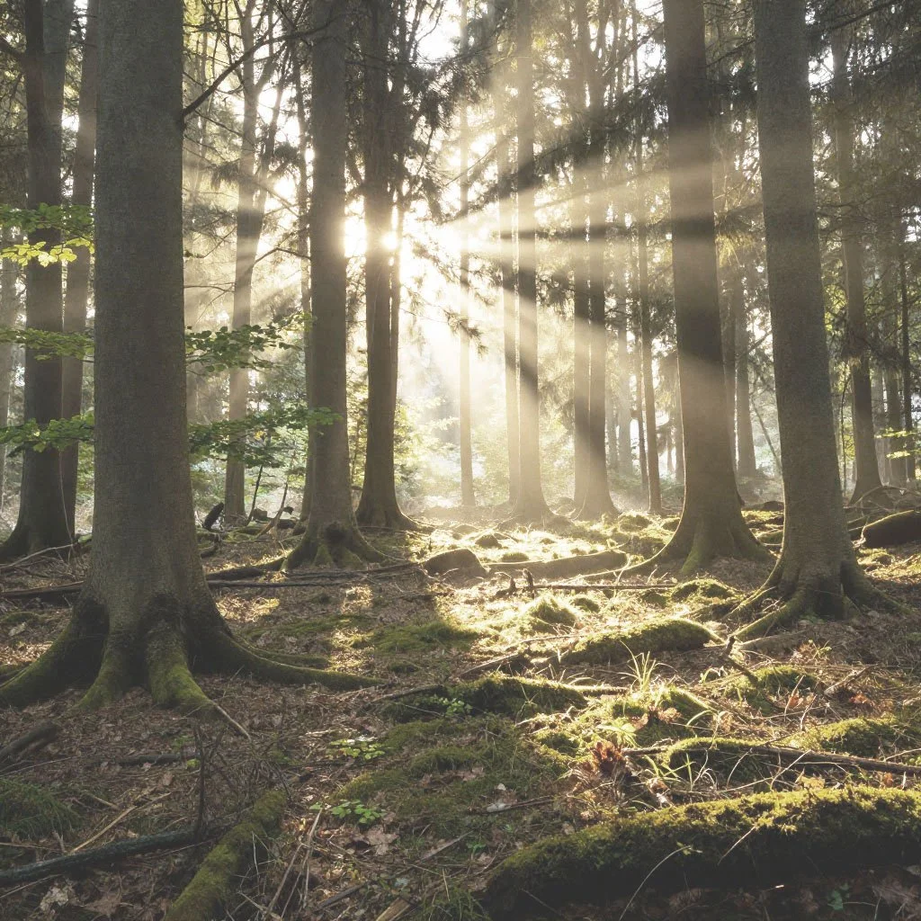 Natürlicher Wald mit Sonnenlicht – Regionales Holz - nachhaltige Architektur Inspiration, ökologische Materialien, Holzbau, Baubiologie, gesundes Raumklima und naturverbundenes Interior Design