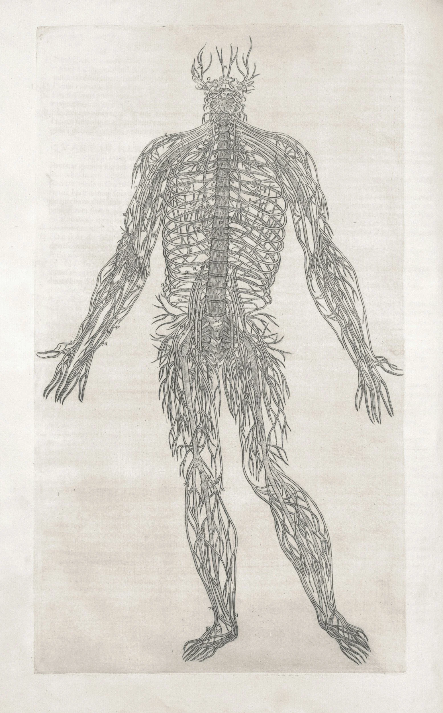 A detailed anatomical illustration of the human nervous system showing nerves, spine, and brain, with some parts labeled.