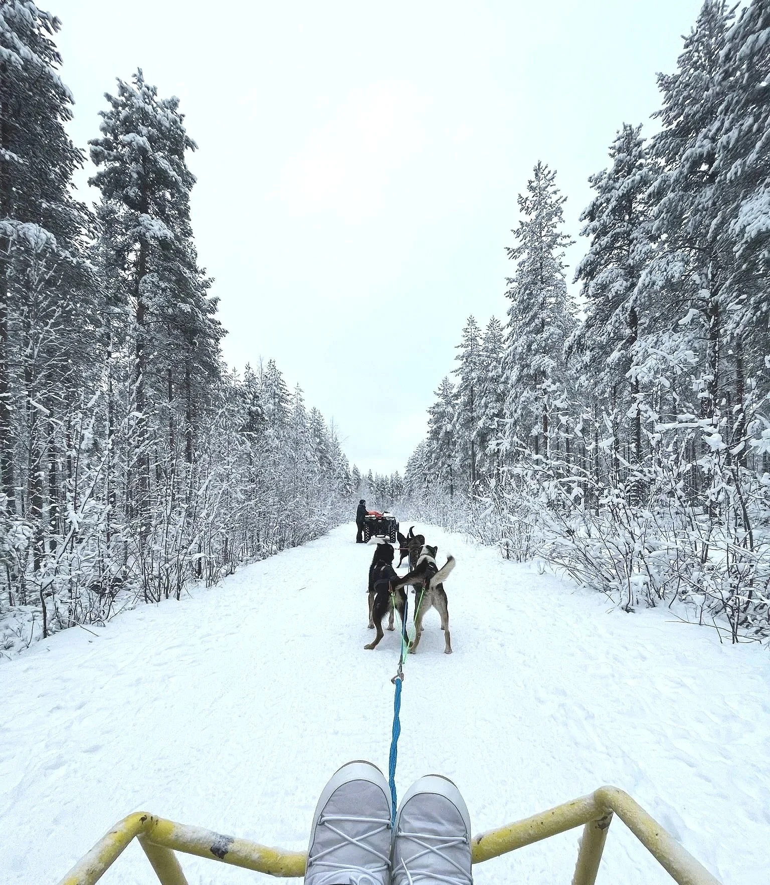 Person on a sled ride through a snowy forest with dog sleds and huskies pulling in front, snowy trees lining the path.
