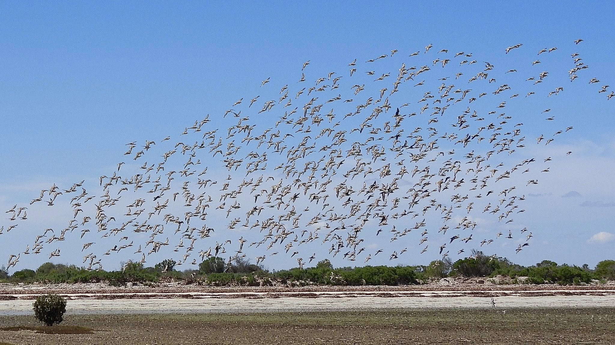 Adelaide International Bird Sanctuary
