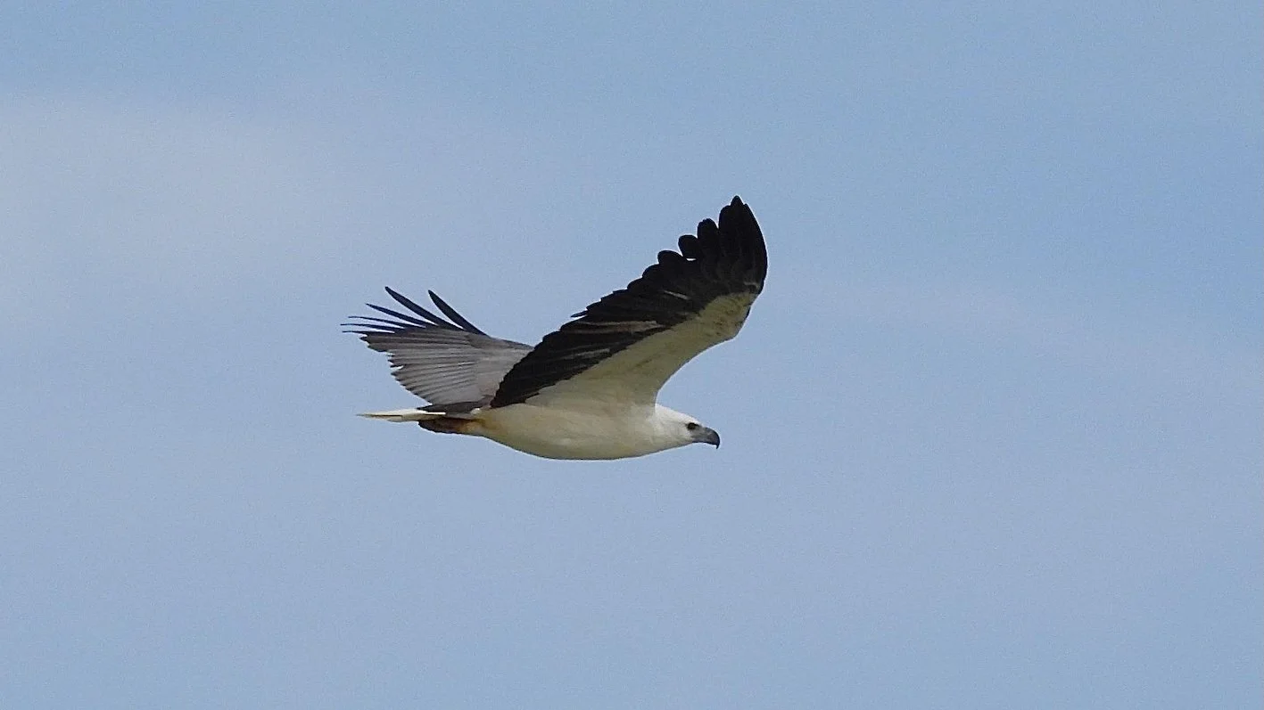Eastern Osprey and Raptors of Adelaide International Bird Sanctuary