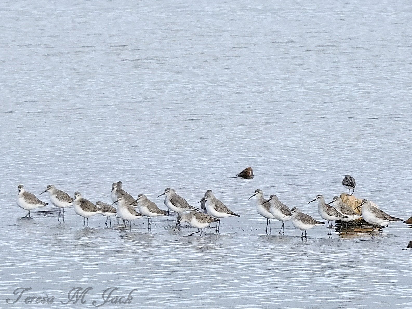The Wonders of Shorebirds - Celebration 10 years of the Adelaide International Bird sanctuary