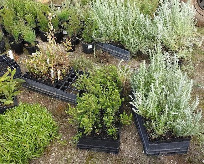 Planting Event