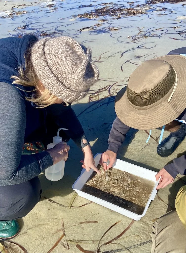 Shorebird food sources - the life below the mudflats