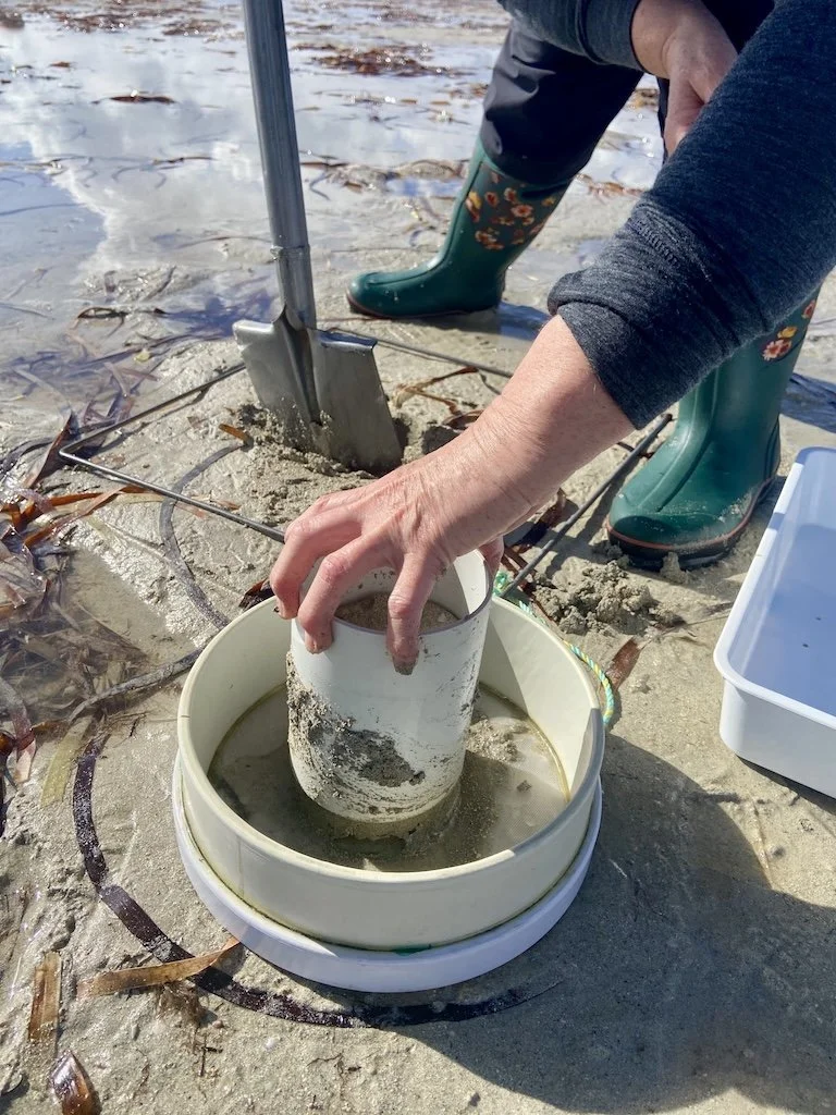 FAIBS Monthly Event - citizen science mudflat monitoring