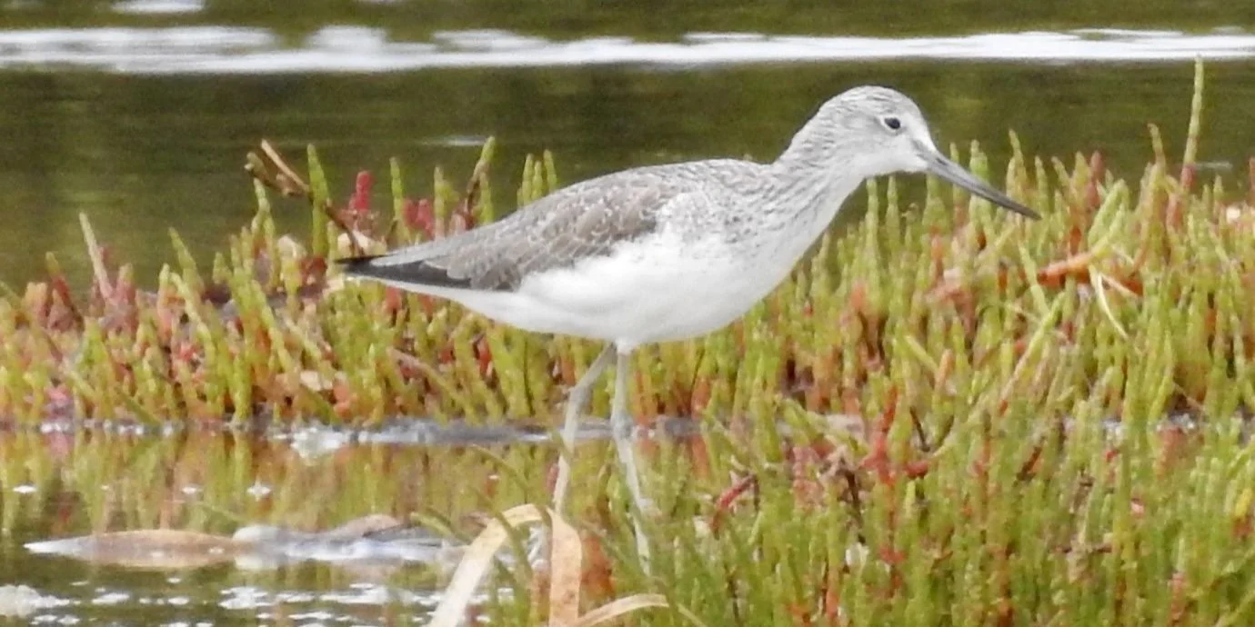 Nature Festival Event, Shorebirds, Sounds, Supper and Sunset