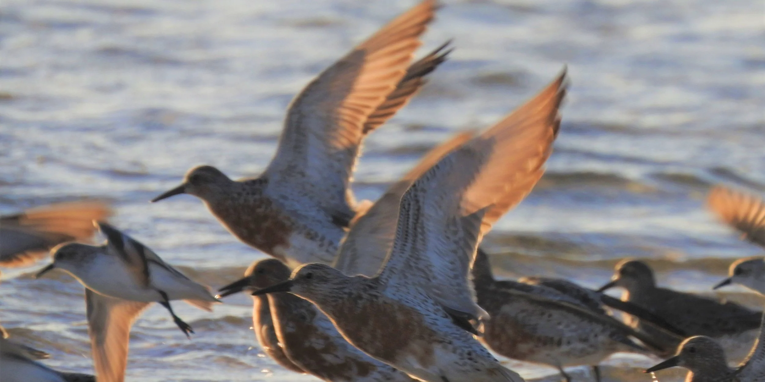 Nature Festival Event, Adelaide International Bird Sanctuary Forum - 10 Years and Beyond