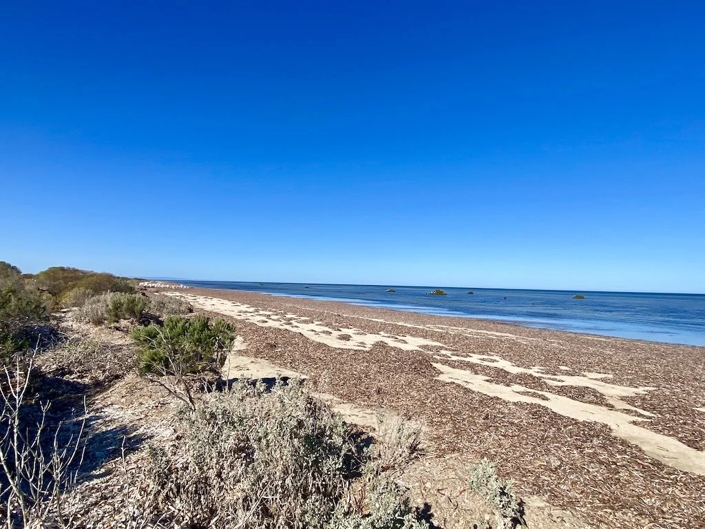 Dune and beach, Thompson Beach south