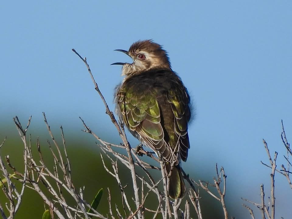 horsefields Bronze-cuckoo
