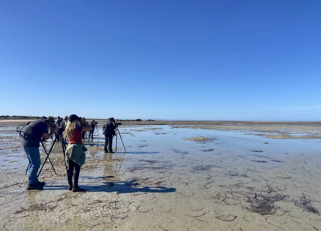 Birdwatching at Thompson Beach