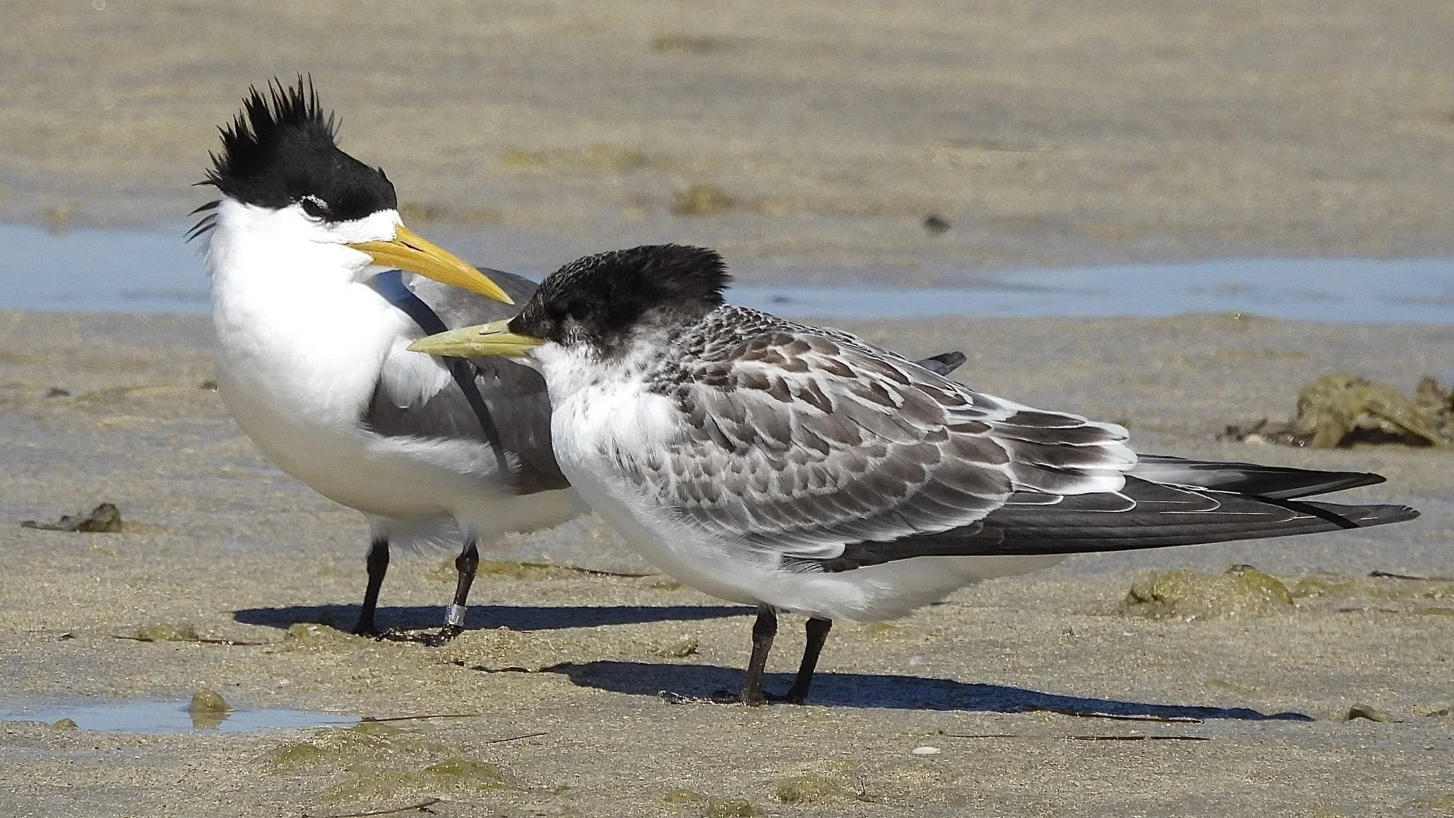 Greater crested tern, positive case for bird flu