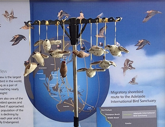 Birds by hand project, Cordova, Alaska