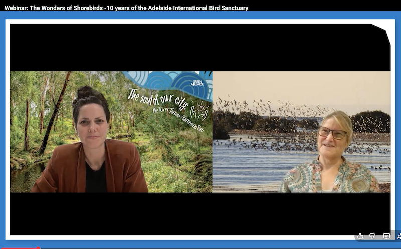 Webinar- the Wonders of Shorebirds or the Adelaide International Bird Sanctuary