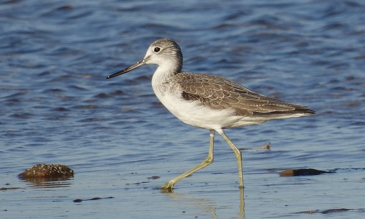 Common greenshank