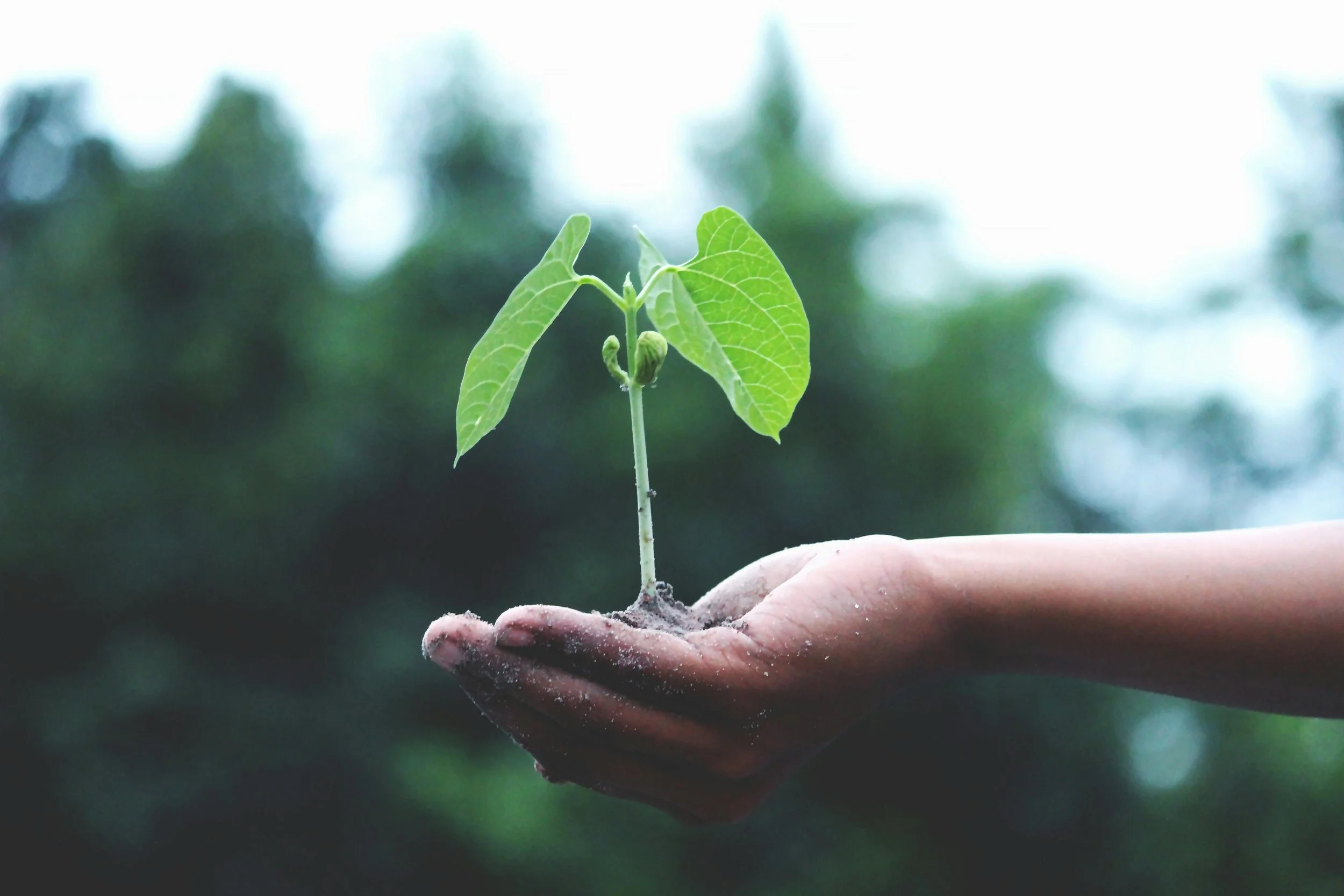 A hand holding a small green plant with large leaves in soil, against a blurred outdoor background.