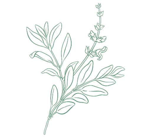 Illustration of a plant with green leaves and a flowering spike against a black background.