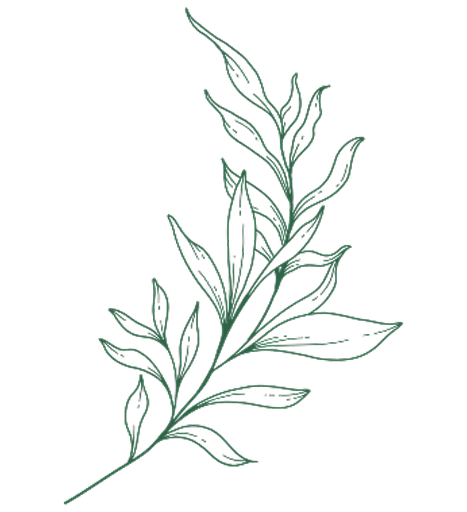 Illustration of a botanical plant with detailed leaves and stems.