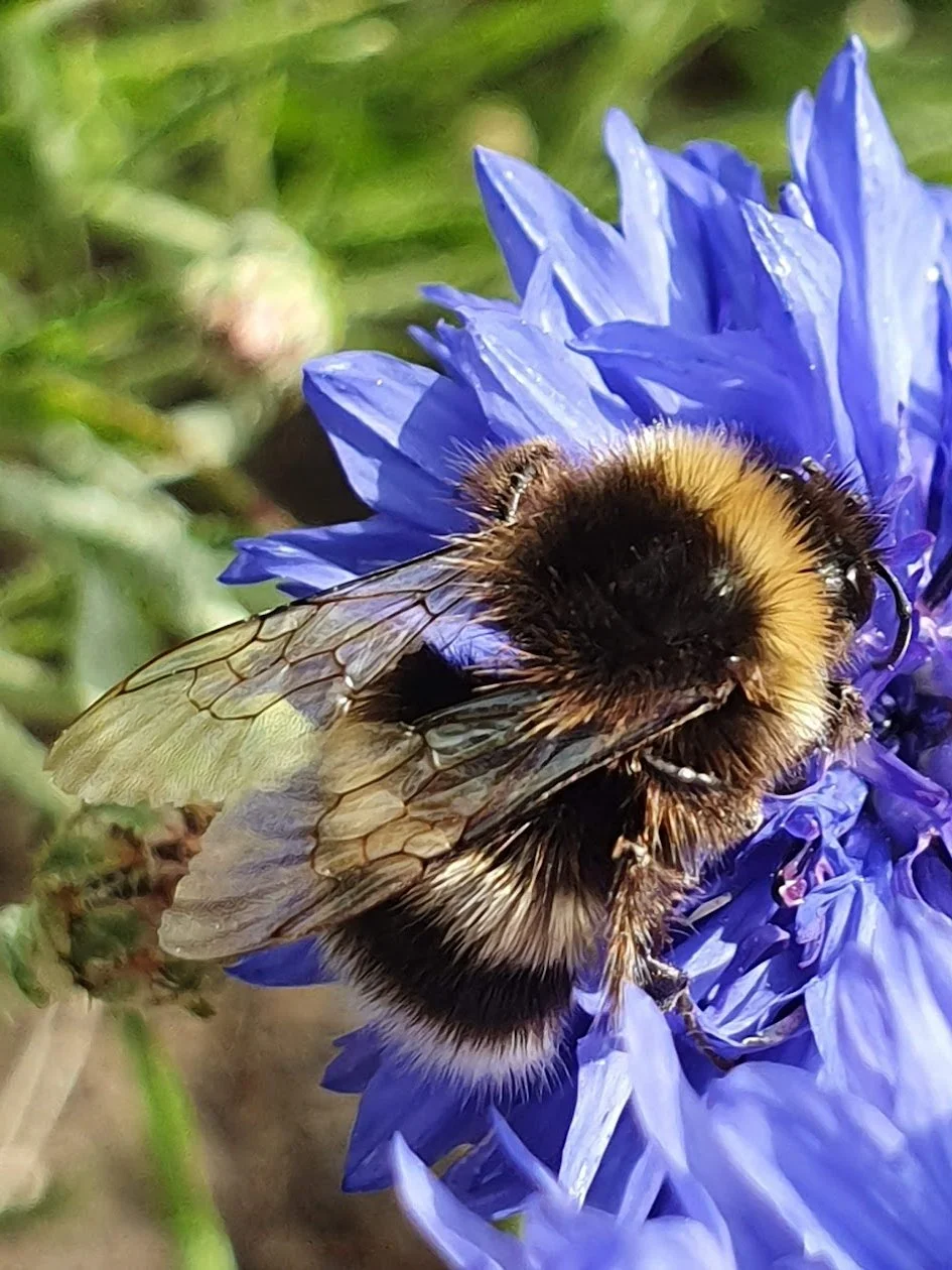 bumble bee friendly garden
