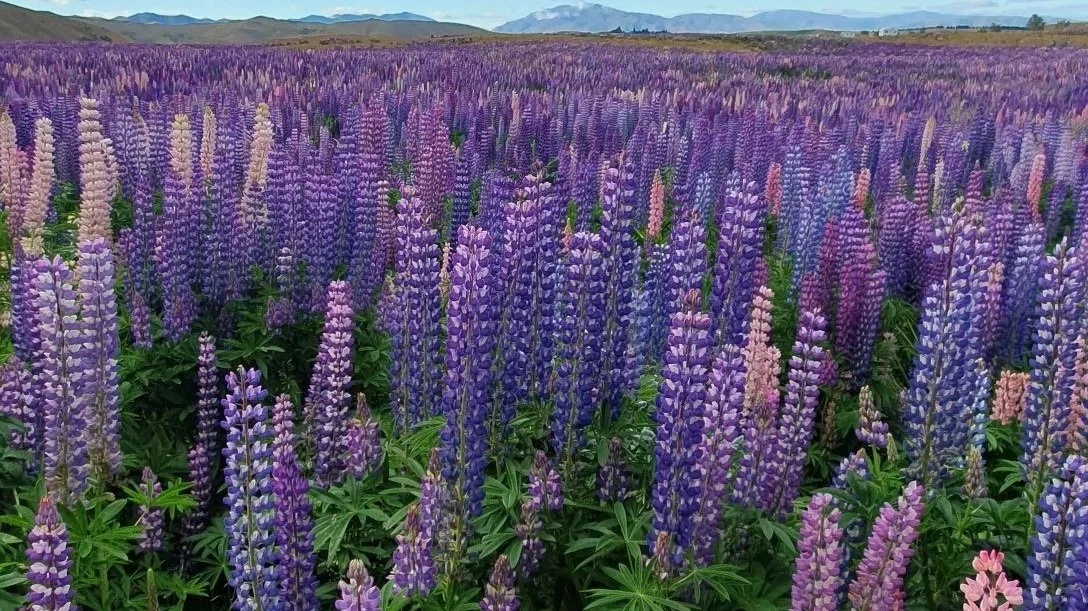 A field of purple and pink lupine flowers Alannah Winters Landscape Design