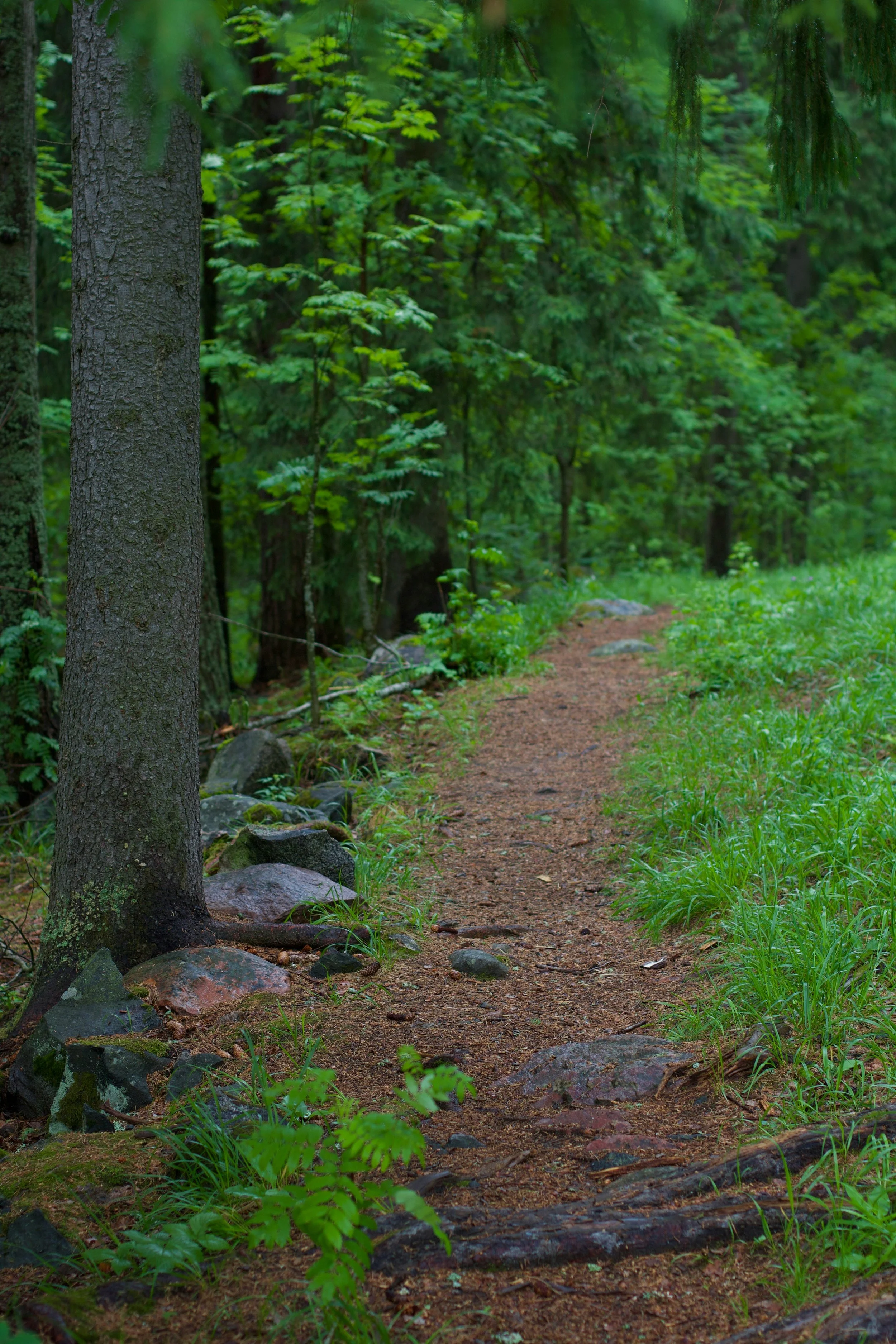 A dirt trail through a lush green forest with trees, rocks, and grass.
