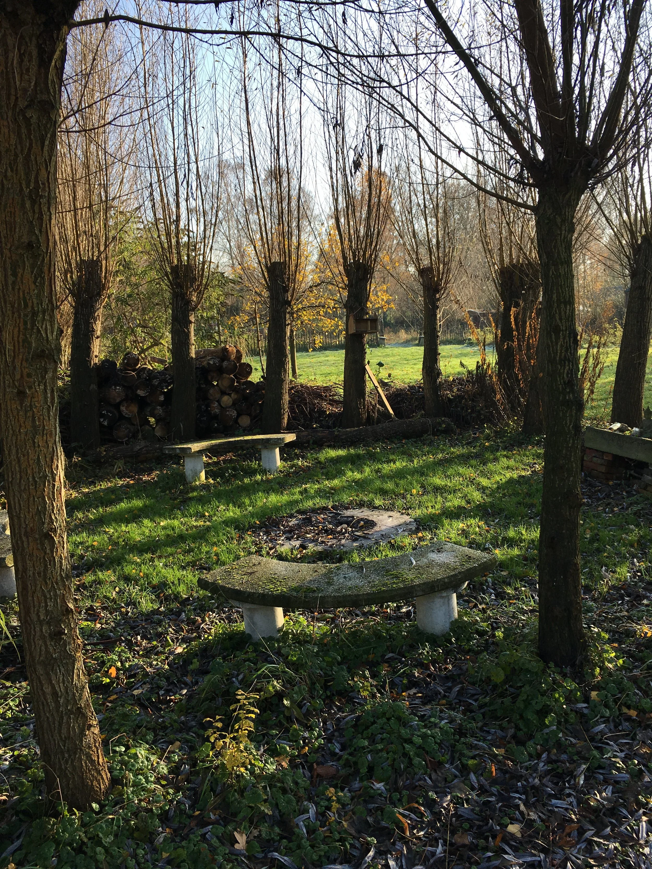 In het bos hangen de takken van de bomen en is er een lage bank en een vuurplaats. In de achtergrond liggen gestapelde houtblokken.