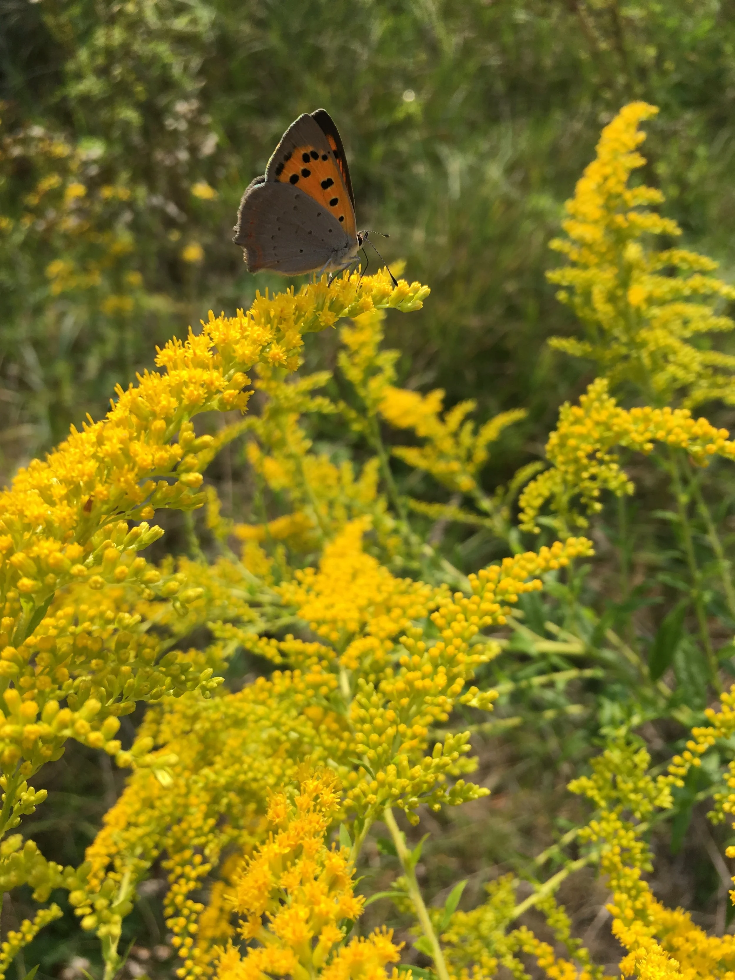Een vlinder zit op gele bloemen in een natuurlijke omgeving met groene achtergrond.