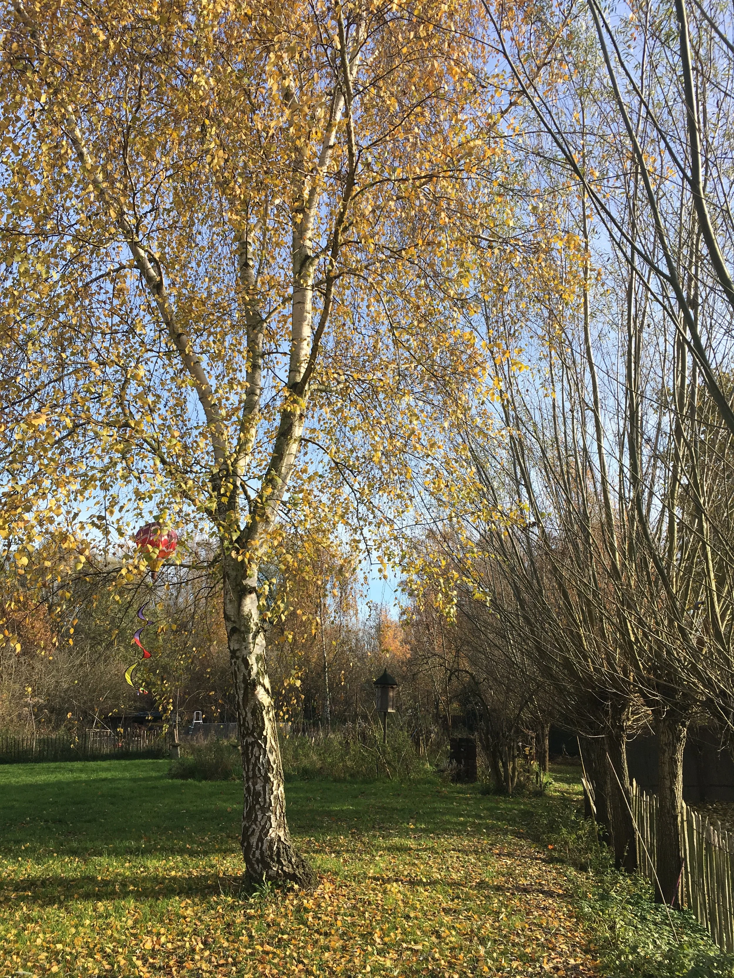 Een tuin met een grote bome met gele bladeren en een blauwe lucht op de achtergrond.