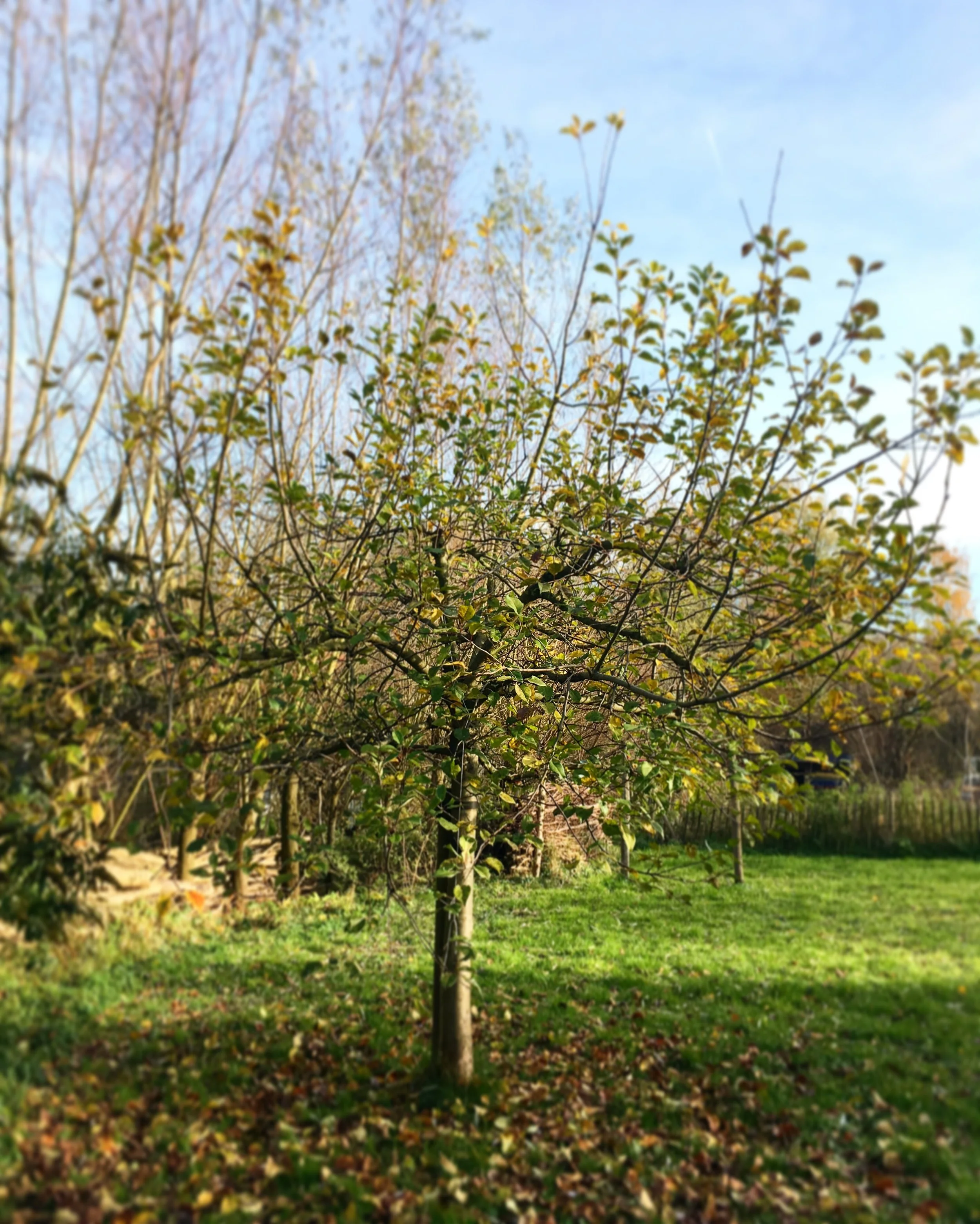 Een jonge boom in een tuin met groene gras en andere bomen op de achtergrond, onder een blauwe hemel.