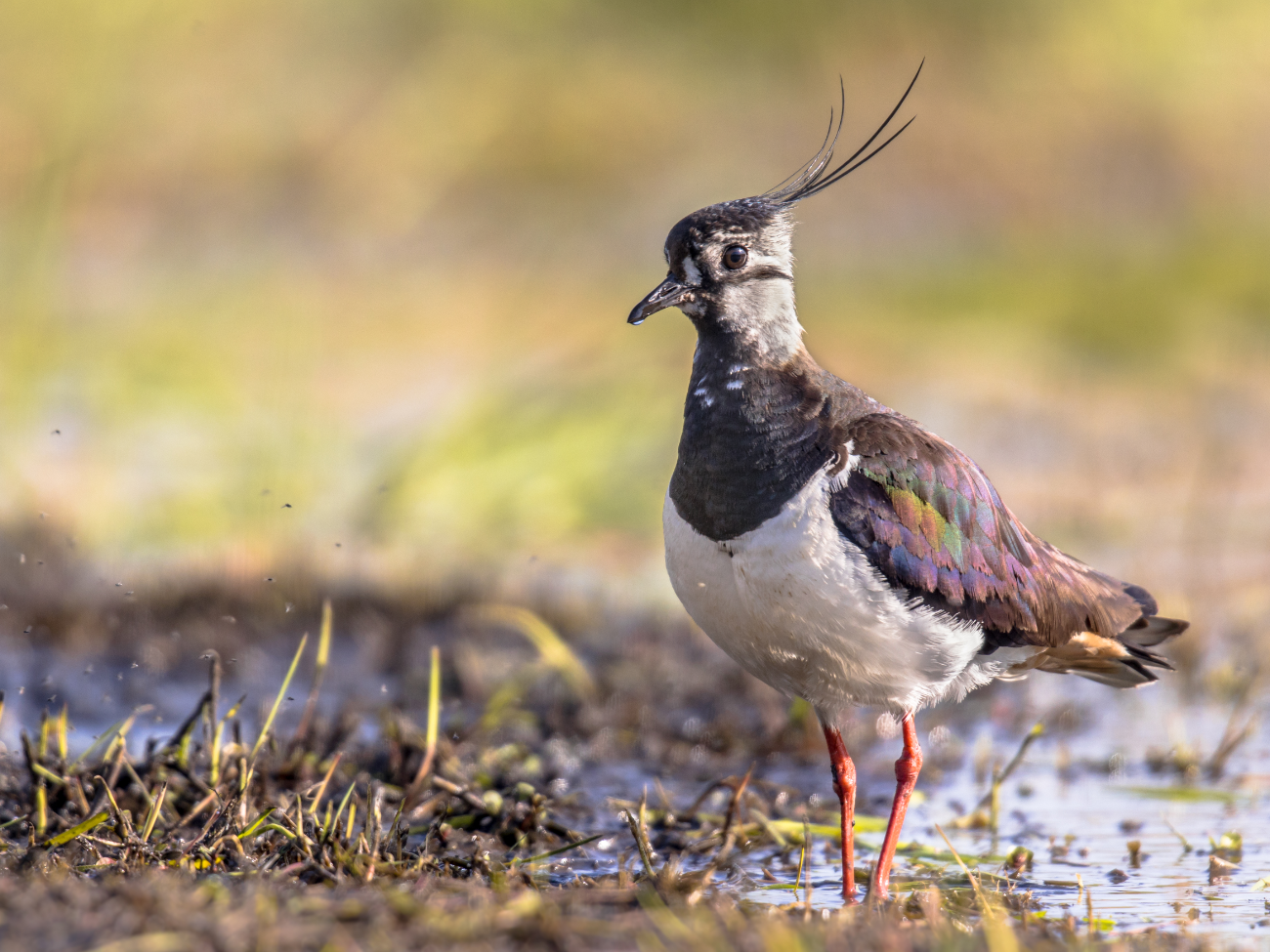 Die Branche hat ‘nen Vogel!
