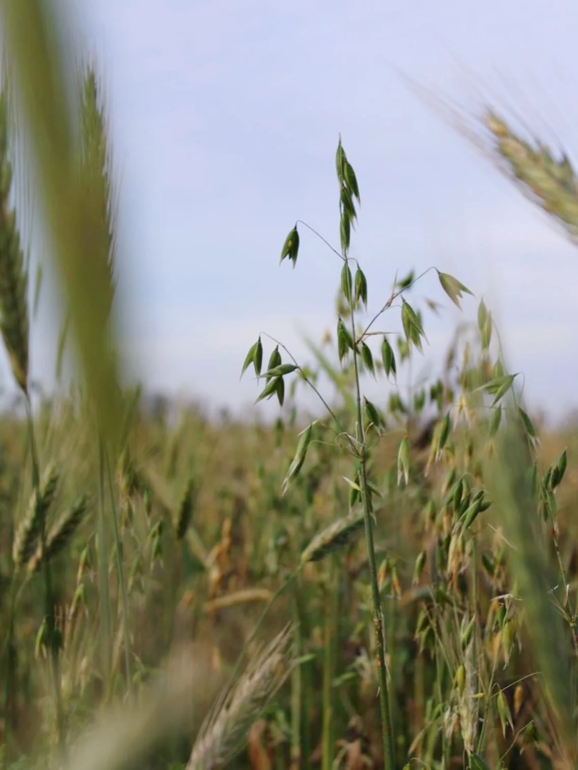 Eating with the seasons in colder countries like The Netherlands or Sweden might seem a bit restrictive, because unlike warmer climates there isn&rsquo;t as much growing all year round. But the great thing about limitations is that you actually have 