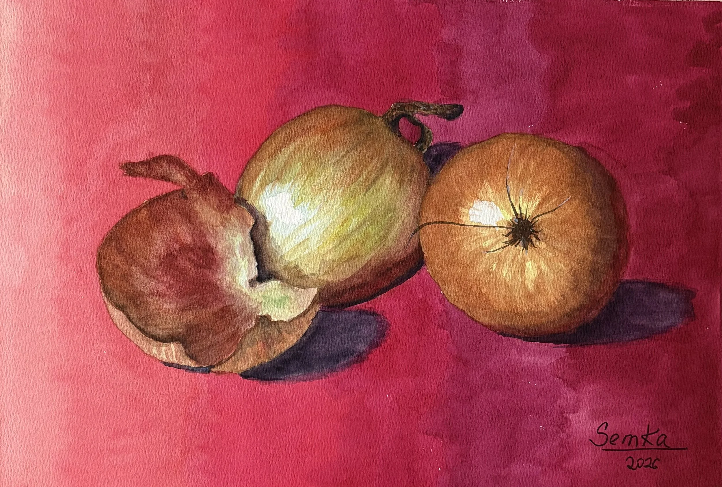 “Onion Study: Red”,  Watercolor, 30 x 42 cm, 2026