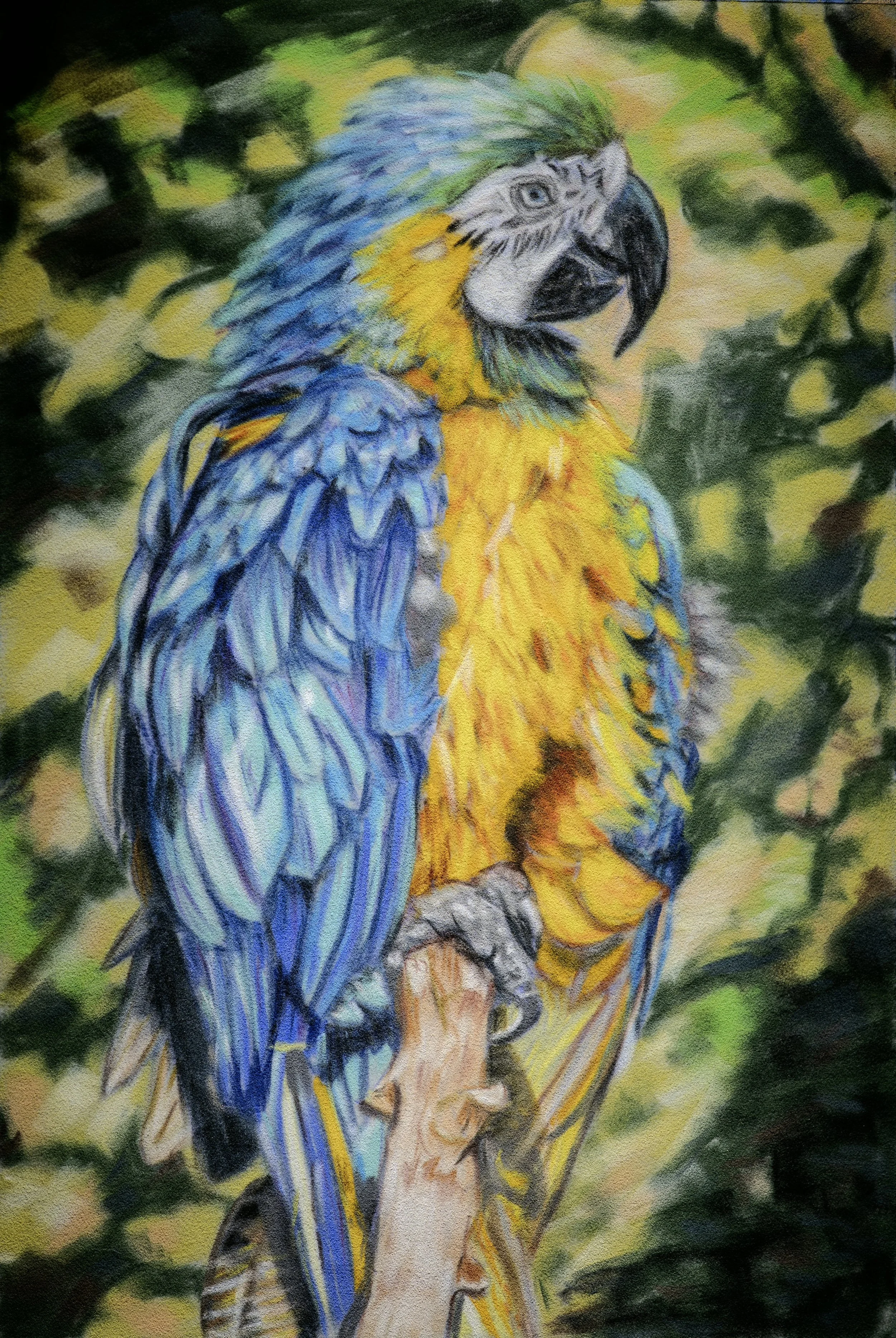 “Tropical Macaw”, Soft pastel, 32,5 x 48 cm, 2025