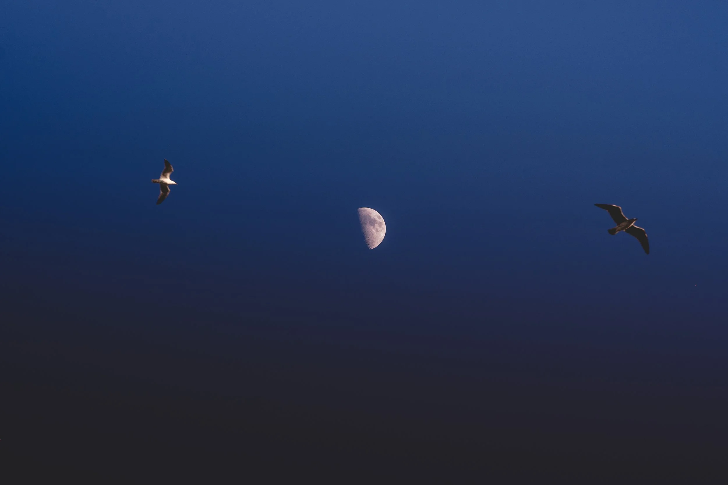 Deux mouettes volent dans un ciel bleu nocturne avec la lune gibbeuse visible au centre.