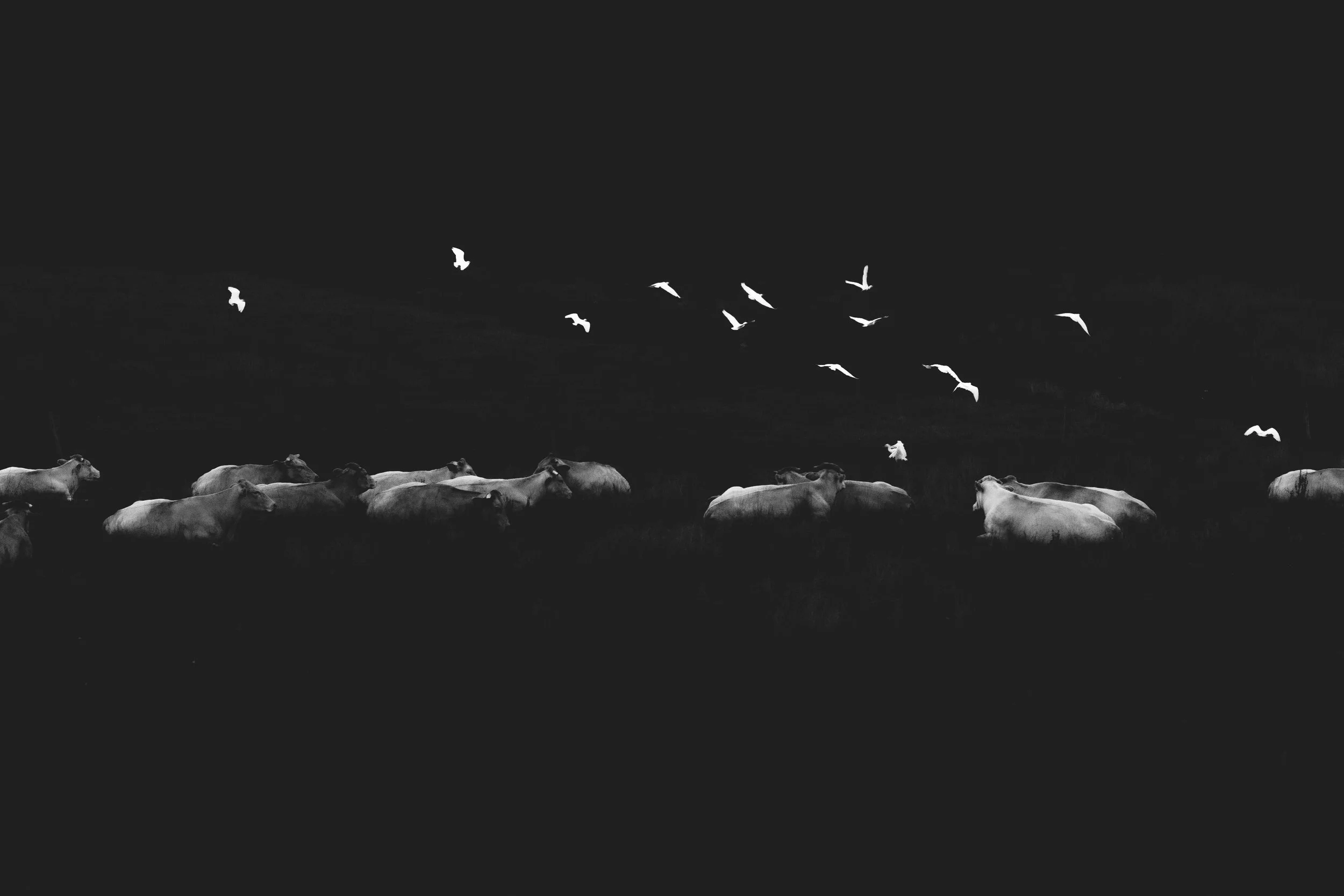 Vaches blanches dans un champ sombre avec des oiseaux en vol au-dessus.