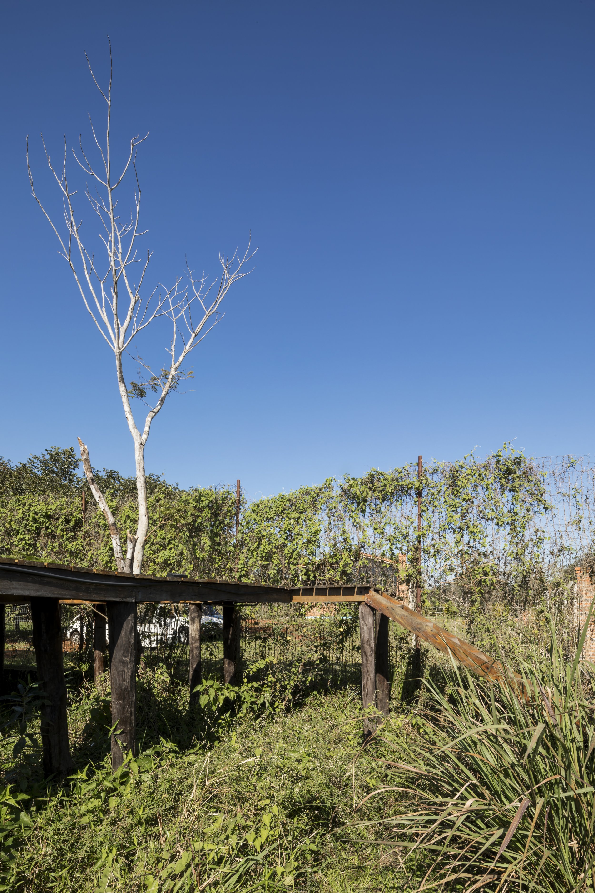 PRO ARQUITECTURA PARAGUAY architecture design PROSA
Un árbol sin hojas en el centro, rodeado de vegetación y una cerca con plantas trepadoras, bajo un cielo despejado y azul.