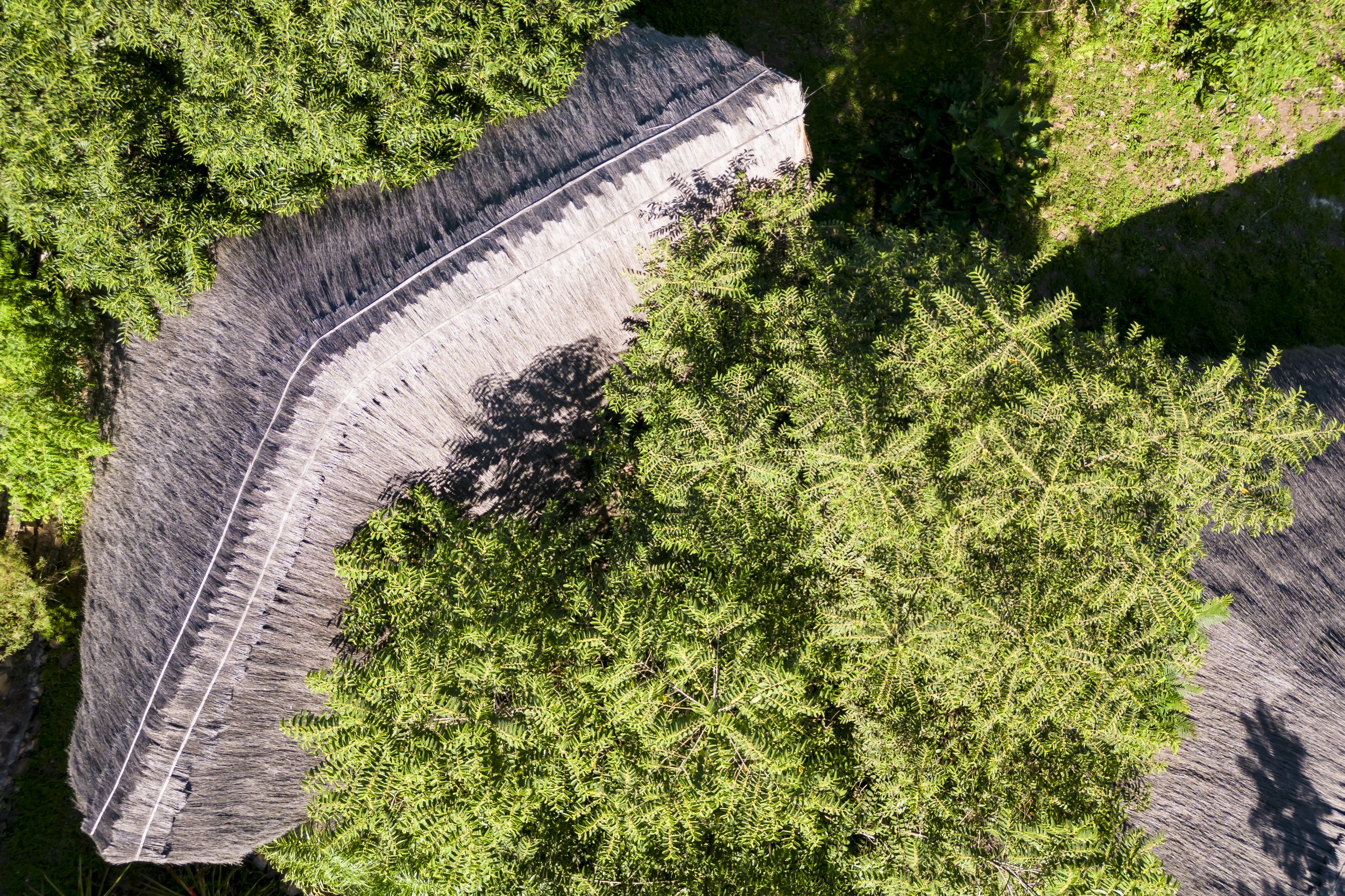 Vista aérea de un camino de tierra rodeado de vegetación y árboles.