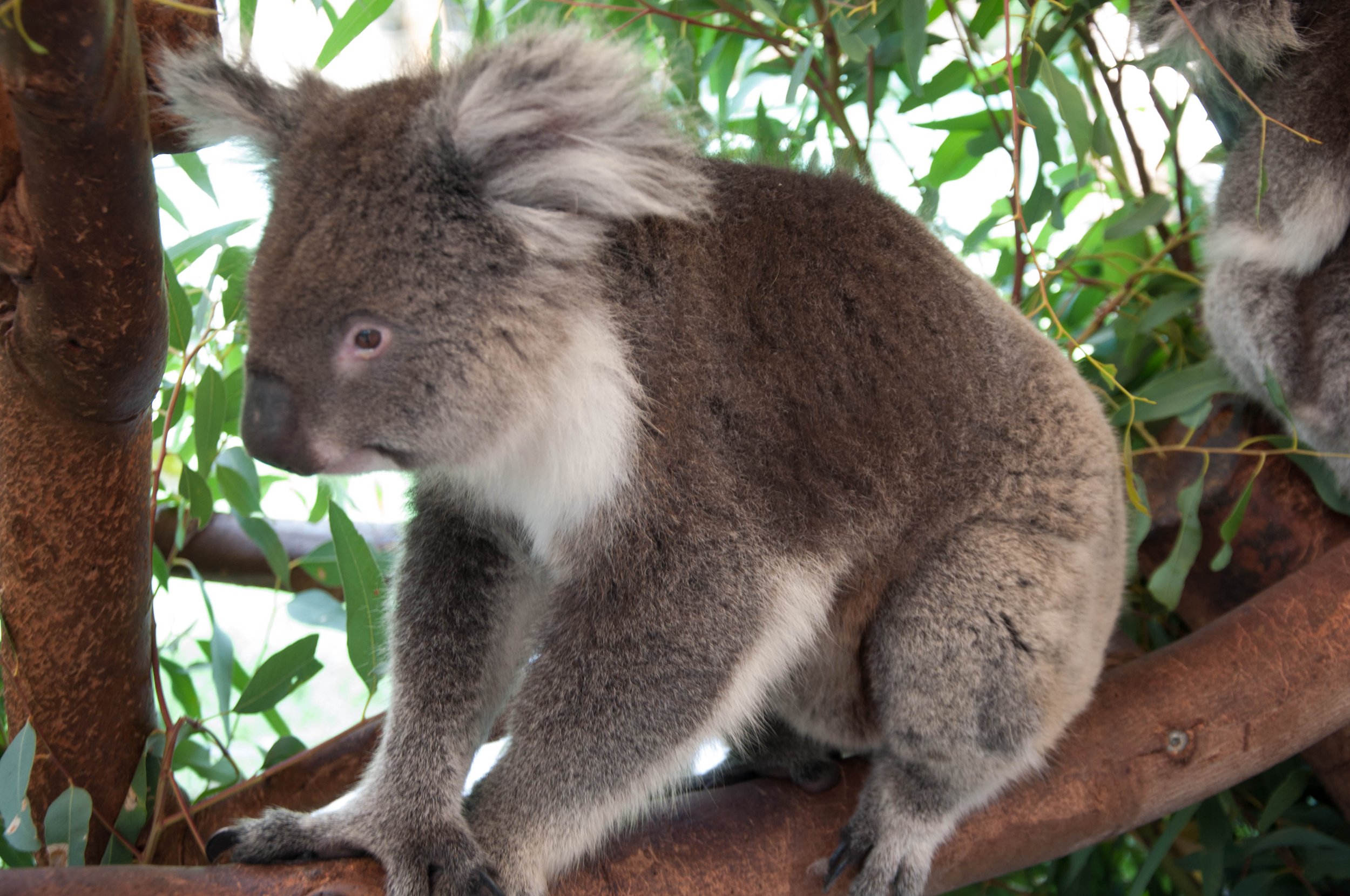 Koala zit op een tak in een boom, omgeven door groene bladeren.