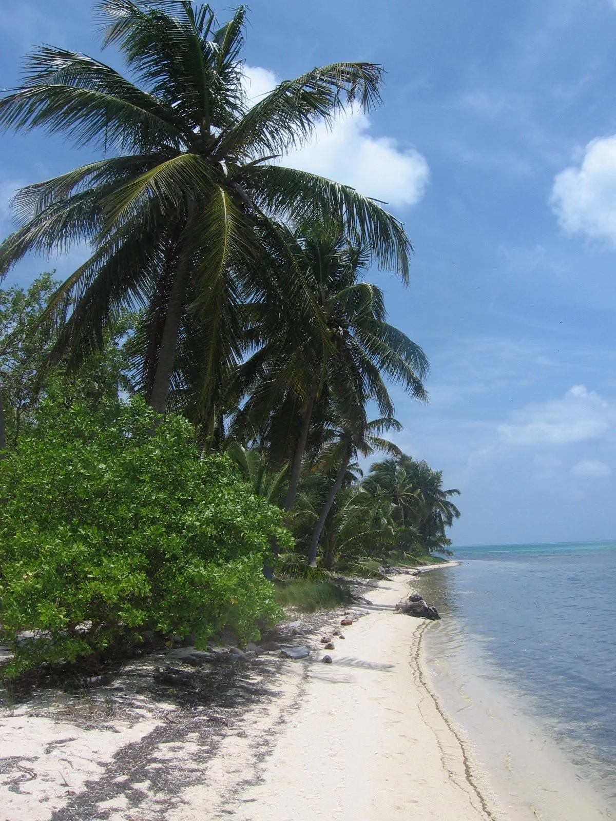 Caye Caulker. Een strand met palmbomen, witte zand, en helder blauwe zee onder een blauwe lucht met een paar wolken.