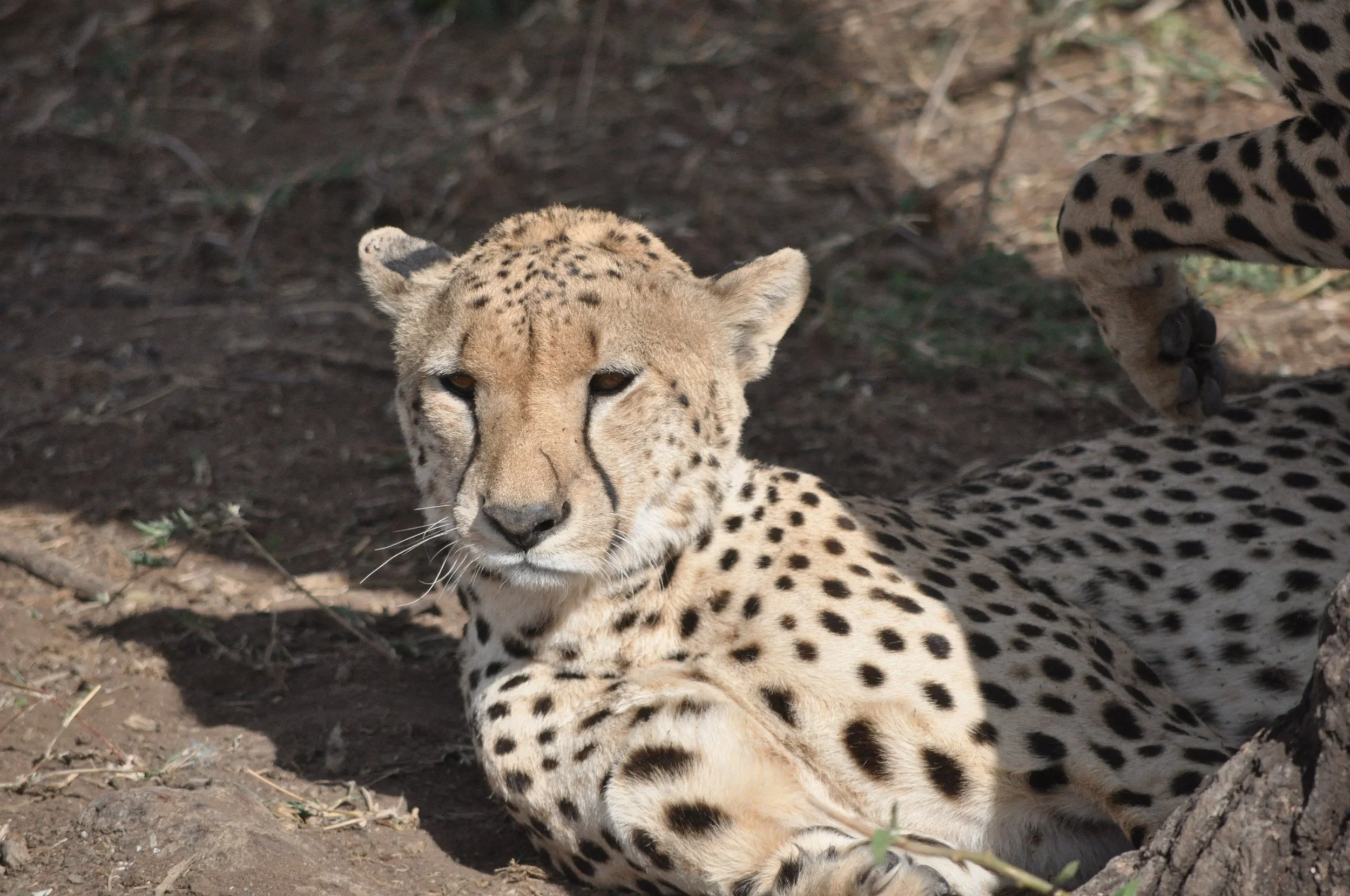 Jonge cheeta liggend op de grond in de schaduw.