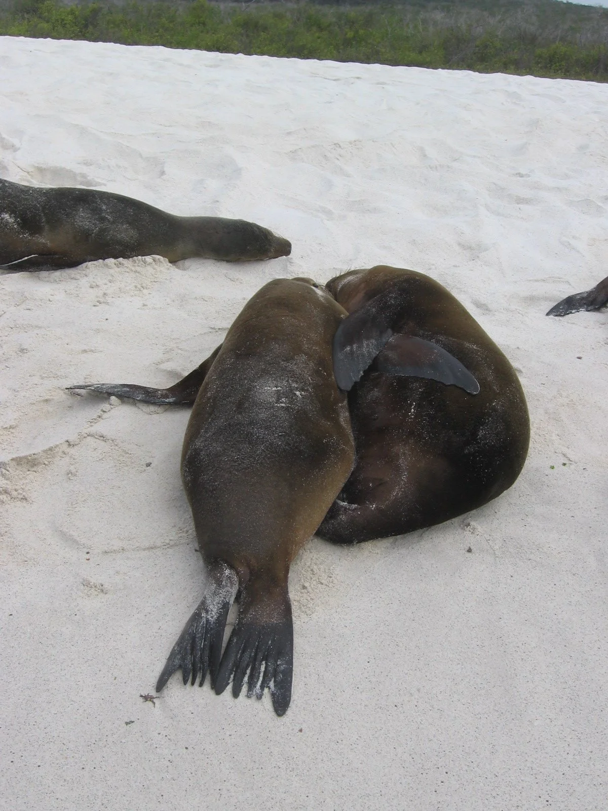 Twee zeehonden die met elkaar knuffelen op het zand.